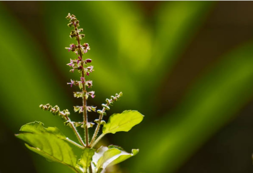 Ayurveda and Yoga Community in Geneva Switzerland - ASHAexperience